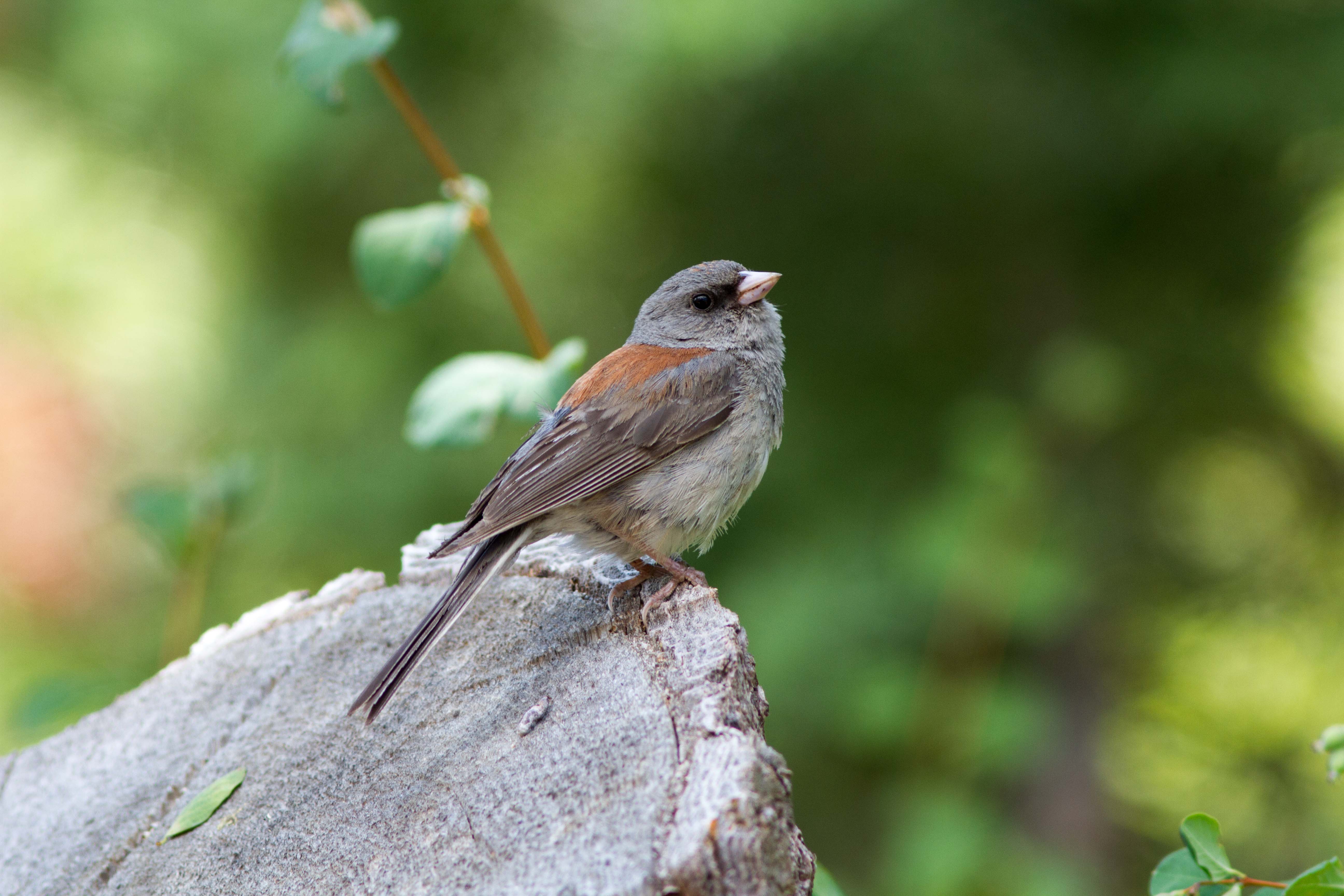 junco